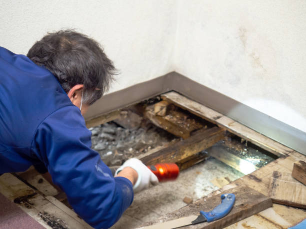 Best Best Mold Removal Companies  in Eulyptus Hills, CA
