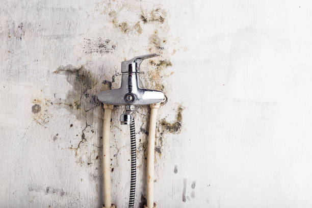 Best Emergency Mold Removal  in Eulyptus Hills, CA