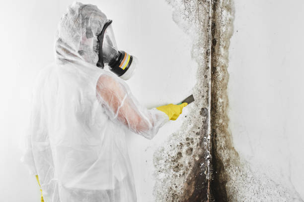 Best Mold Removal Specialists  in Eulyptus Hills, CA