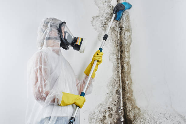 Best Mold Remediation  in Eulyptus Hills, CA