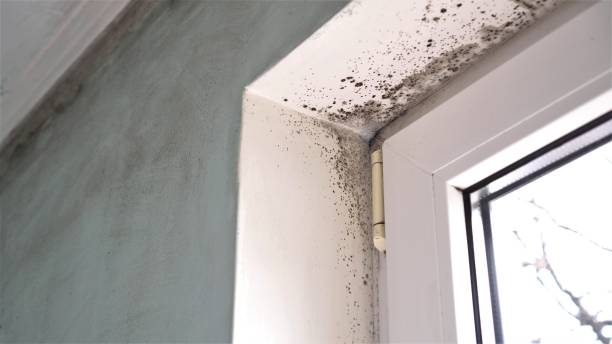 Best Certified Mold Removal  in Eulyptus Hills, CA