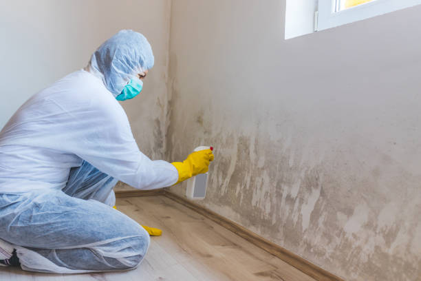 Mold Testing and Removal in Eucalyptus Hills, CA