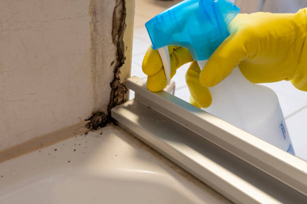 Best Black Mold Removal  in Eulyptus Hills, CA