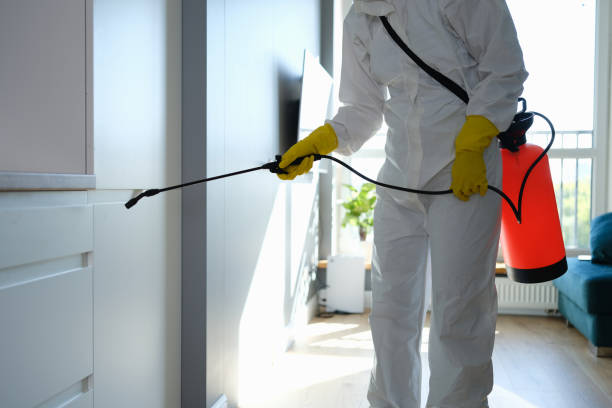 Best Mold Damage Repair  in Eulyptus Hills, CA