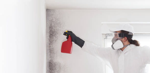 Best Local Mold Removal Service  in Eulyptus Hills, CA