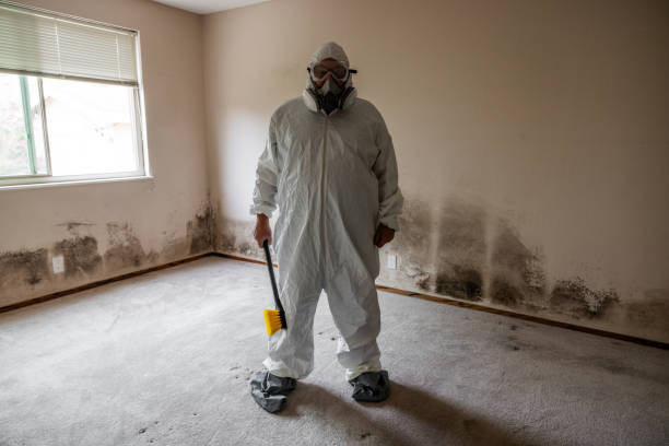 Best Same-Day Mold Removal  in Eulyptus Hills, CA