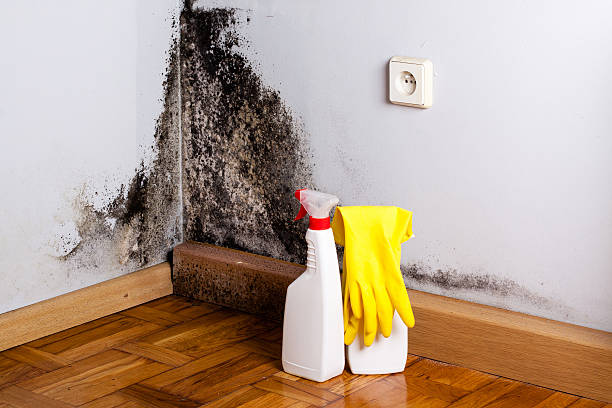 Best Home Mold Removal  in Eulyptus Hills, CA