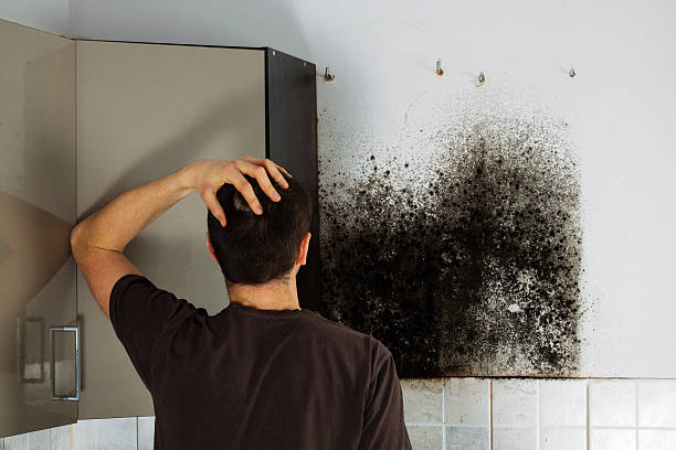 Best Crawl Space Mold Removal  in Eulyptus Hills, CA