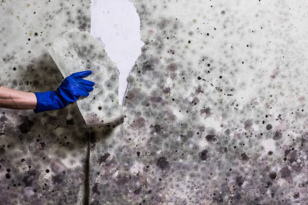 Best Best Mold Removal Companies  in Eulyptus Hills, CA