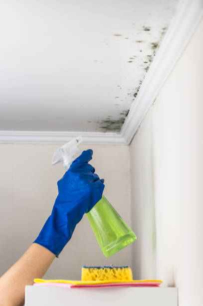 Reliable Eucalyptus Hills, CA Mold Removal Solutions