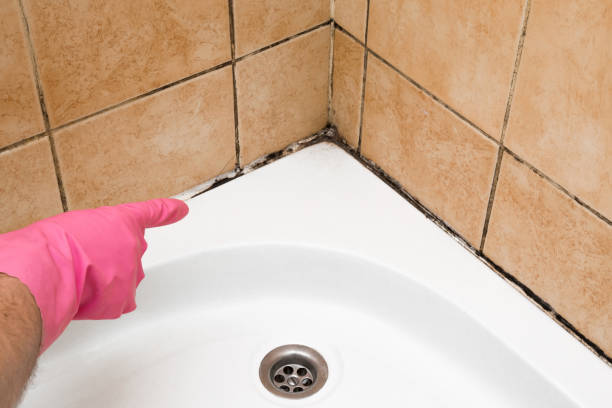 Office Mold Removal Services in Eucalyptus Hills, CA